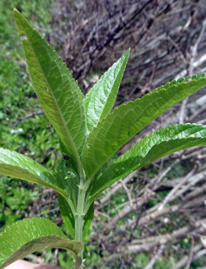 mercury leaf