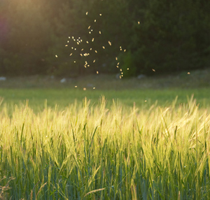 midges in flight