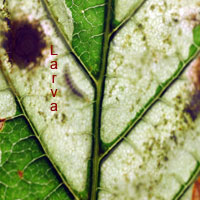 Horse chestnut leaf miner moth