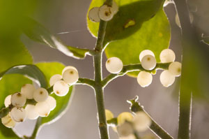 Save the Mistletoe !