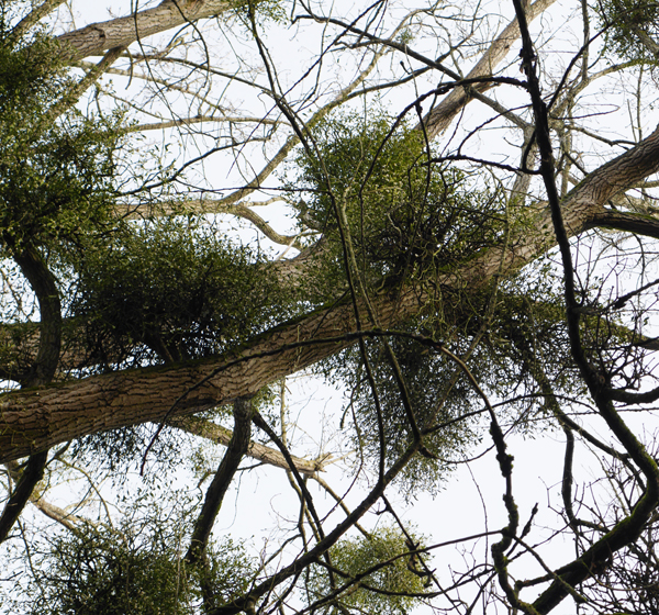 Balls of mistletoe