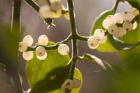 Mistletoe – The Golden Bough