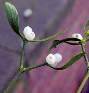 Mistletoe berries