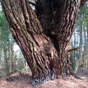 Partial Show you handicap Monterey Pine – Pinus radiata