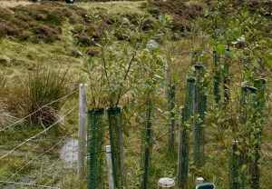 Tree planting - then and now