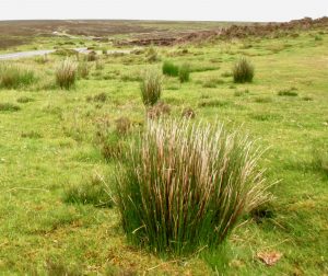 Peat - a vast carbon (and water) store