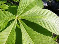 More threats to the horse chestnut