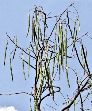 Unusual or exotic trees - the horseradish tree