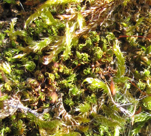 Mosses - indicators of nitrogen pollution.