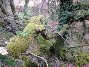 moss in oak wood