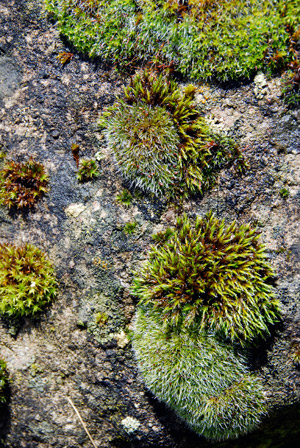 Invasion of the land : mosses, bryophytes and climate change.