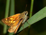 Moths, moth species and their prevalence