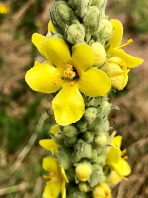 Mullein