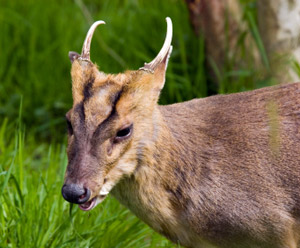 Deer populations - the muntjac menace