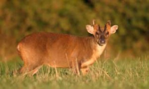 What’s the point in allowing deer stalking in my woodland?