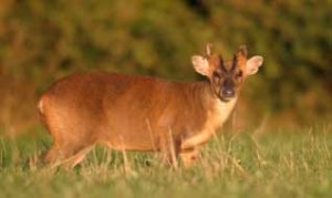 Barking Deer or Muntjac