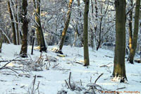 Seasons: Snow at Wickham Bishops