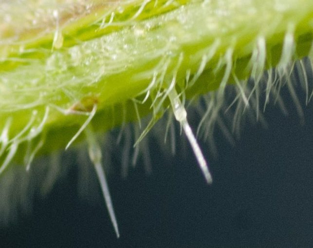 The trichomes on a nettle stem