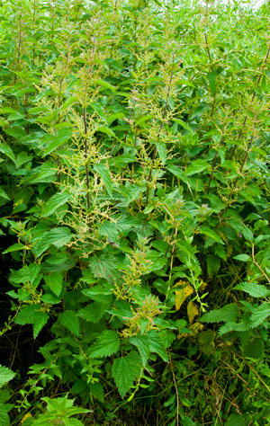 Stinging Nettles