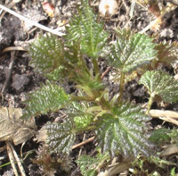 A cup of nettle tea