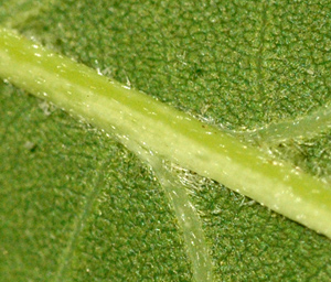 oak-hairs