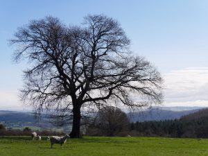 Ancient Oak Trees in the Countryside