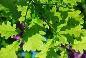 Oak trees, moths and resilience.