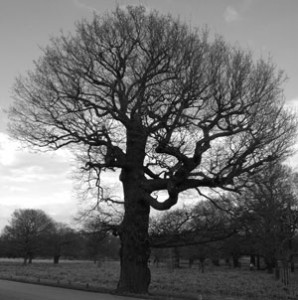 "Action Oak" - should oak tree research be funded by DEFRA or by charity appeal?