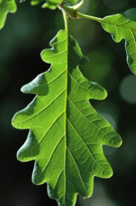 Acute Oak Decline 