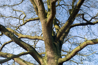 Oak Decline