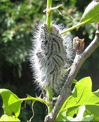 'Toxic caterpillars' – the oak processionary moth and brown tail moth