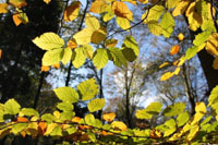 Seasons: Autumn Display at Oaters Wood