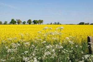 oilseed rape