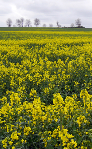 oilseed rape