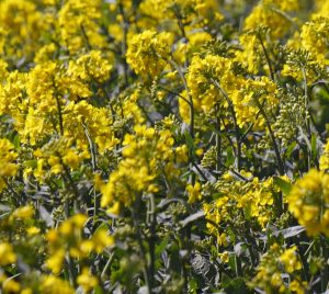 field of oilseed rape