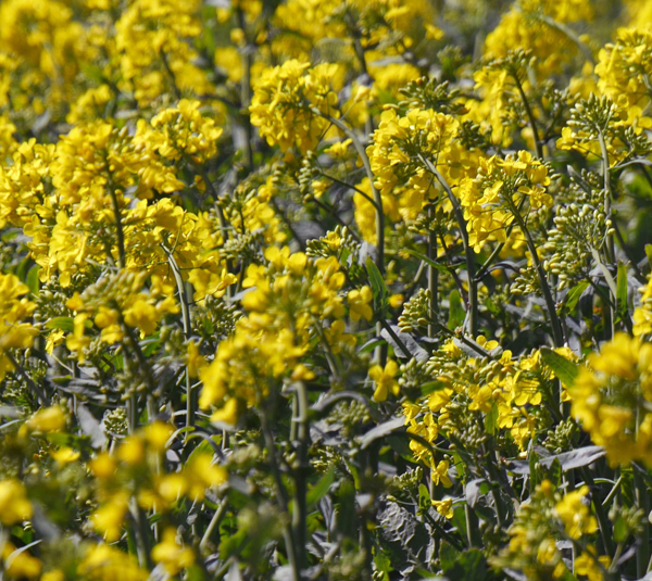 oilseed rape2