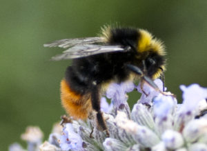 orange tail bee 1