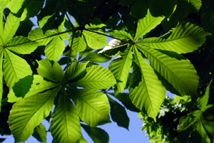 palmate leaf