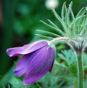 The pasqueflower : Pulsatilla vulgaris  