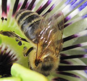 The birds and the bees,  insecticides and wildlife