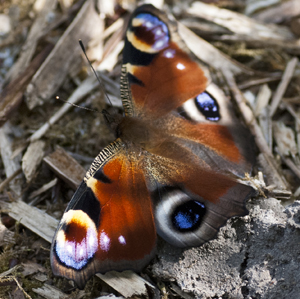 Counting butterflies