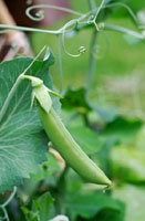 Pea Sticks and Beanpoles