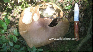 Penny Bun Mushroom foraging