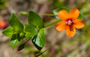 Scarlet Pimpernel Woodlands Co Uk