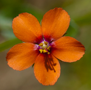 Scarlet Pimpernel Woodlands Co Uk