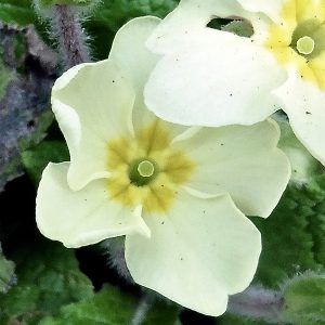 primrose flower