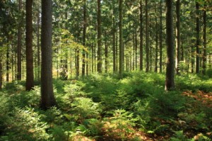 pine forest New York State