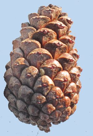 Pine cones - an activity