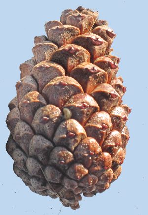 types of pine cones