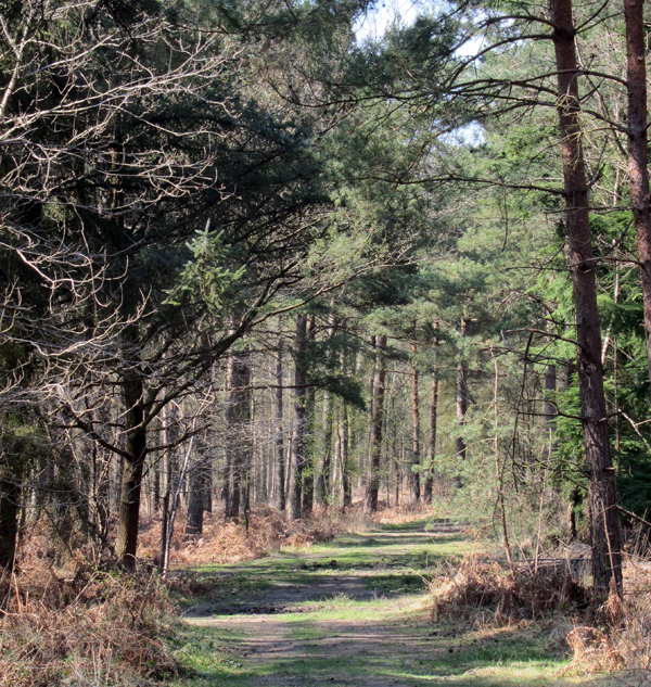 pine path